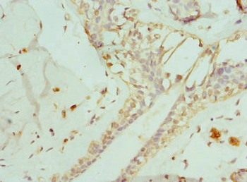 ENTPD2 Antibody