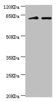 KIF2B Antibody