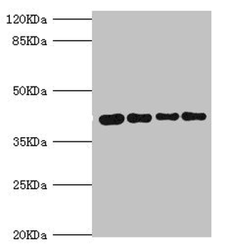 SEPHS1 Antibody