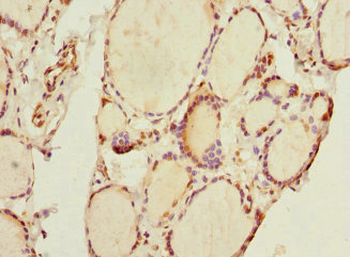 THRSP Antibody