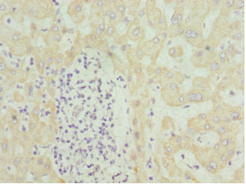 HMGCL Antibody