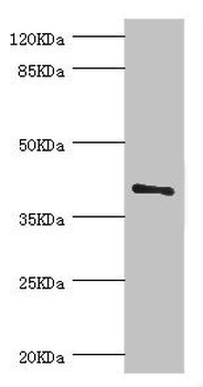 LEFTY2 Antibody