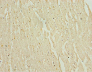 NHLRC1 Antibody