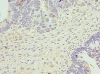 CYTH2 Antibody