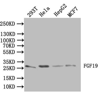 FGF19 Antibody