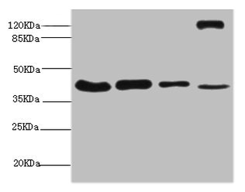 NSFL1C Antibody