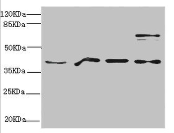 RAE1 Antibody