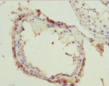 RAE1 Antibody