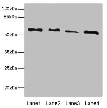 RTKN Antibody