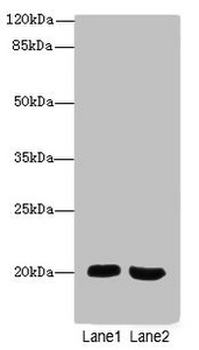 MSRB2 Antibody