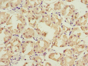 PSMD12 Antibody