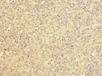 COPB2 Antibody