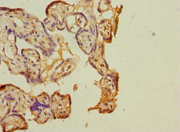 COPB2 Antibody