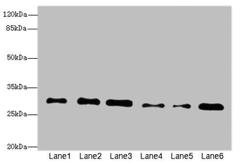 STX7 Antibody