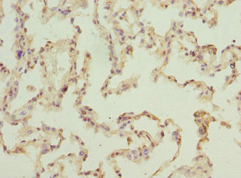 ELMOD1 Antibody