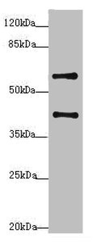 SYCE1 Antibody