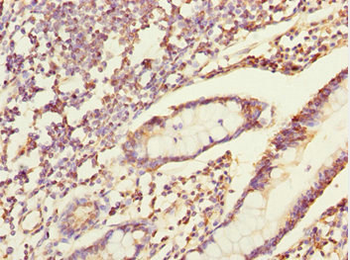 ERO1A Antibody