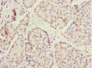 ERO1A Antibody