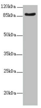 SUPT20H Antibody