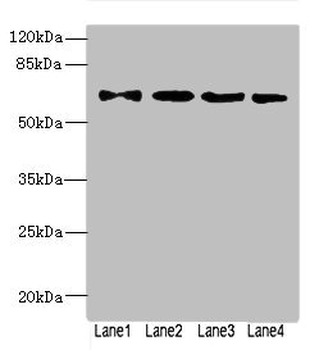 ZNF324 Antibody