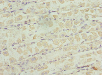 ZNF324 Antibody