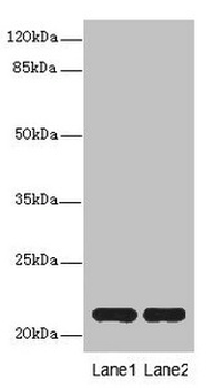 CXXC4 Antibody
