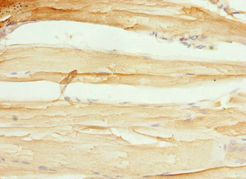CXXC4 Antibody