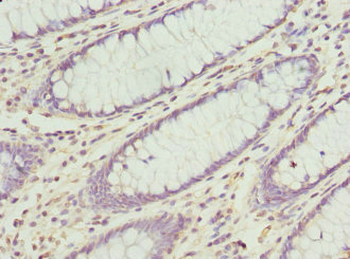 CXXC4 Antibody