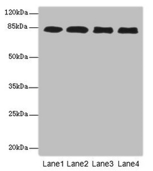 EPS15L1 Antibody