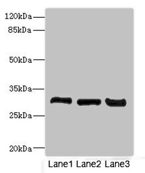 KHK Antibody