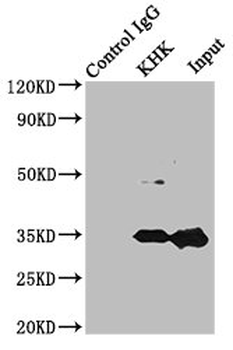 KHK Antibody
