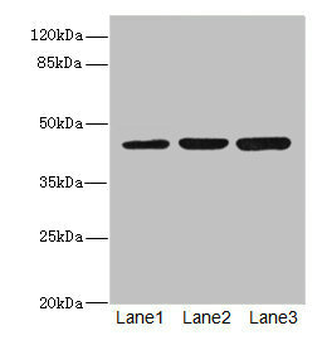 LFNG Antibody