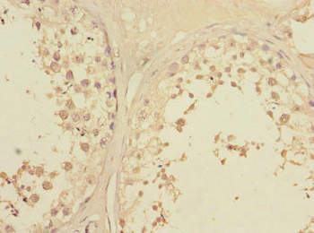 LFNG Antibody