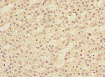 LFNG Antibody