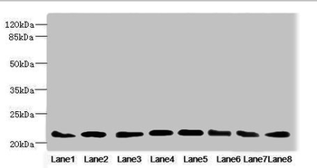 RAB23 Antibody