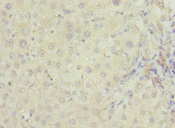 RAB23 Antibody