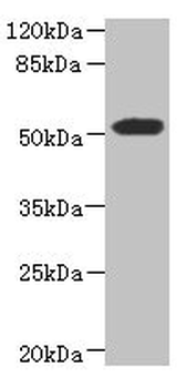 ASPSCR1 Antibody