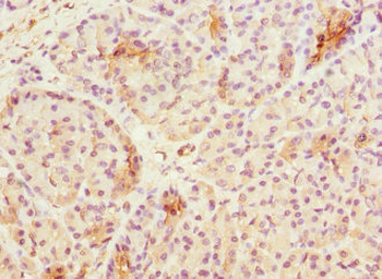 ASPSCR1 Antibody