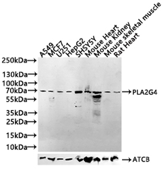 PLA2G4C Antibody