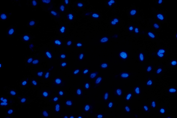 PLA2G4C Antibody
