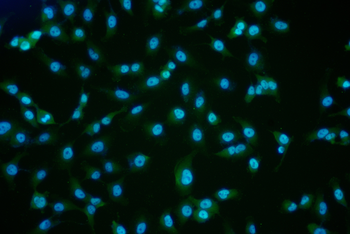 PLA2G4C Antibody