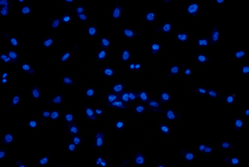 PLA2G4C Antibody