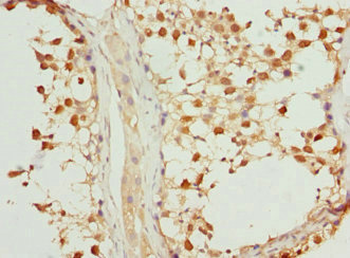 VRK1 Antibody