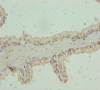 RNF34 Antibody