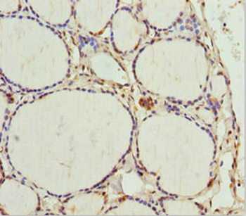 TAF9 Antibody