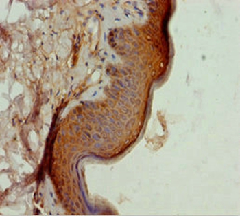 TAF9 Antibody