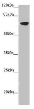SLC34A1 Antibody