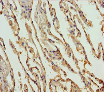 FMO5 Antibody