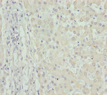 FMO5 Antibody