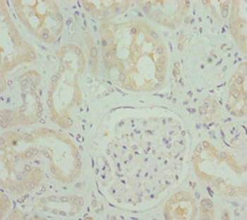 OPA3 Antibody